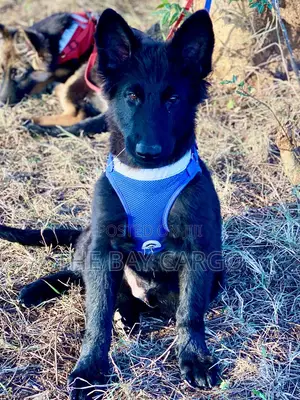 1-3 months Male Purebred German Shepherd