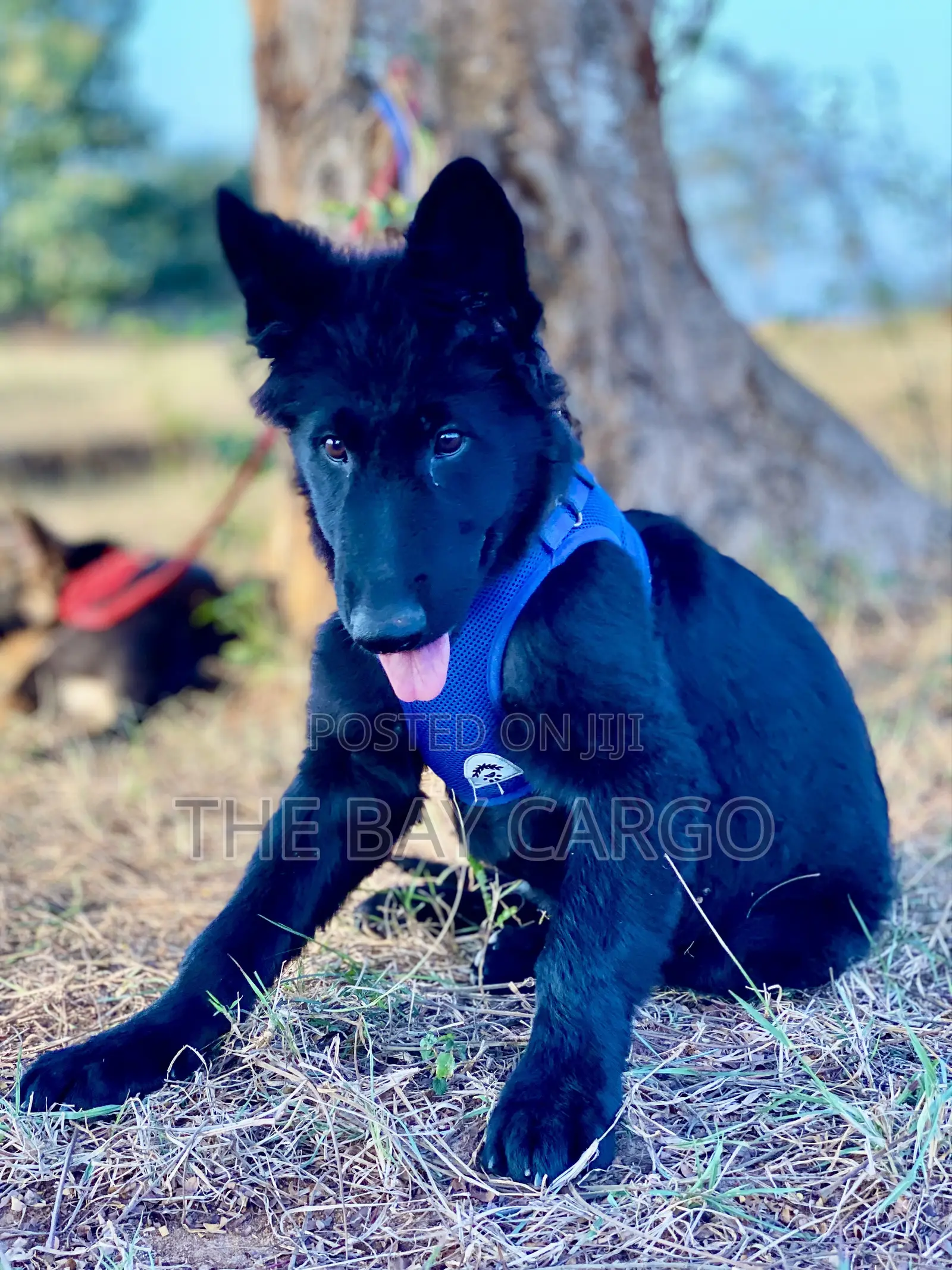1-3 months Male Purebred German Shepherd