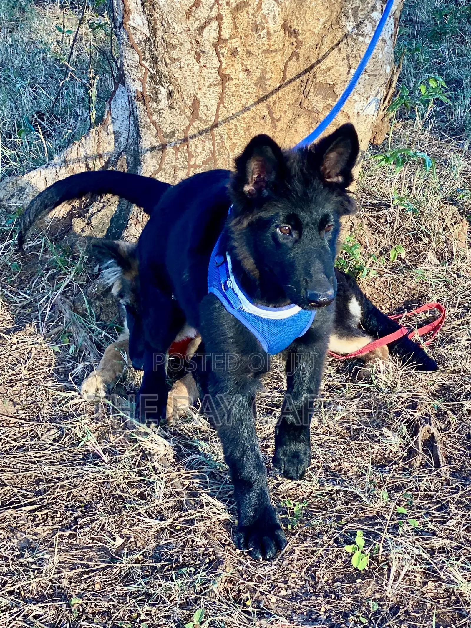 1-3 months Male Purebred German Shepherd