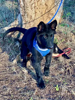1-3 months Male Purebred German Shepherd