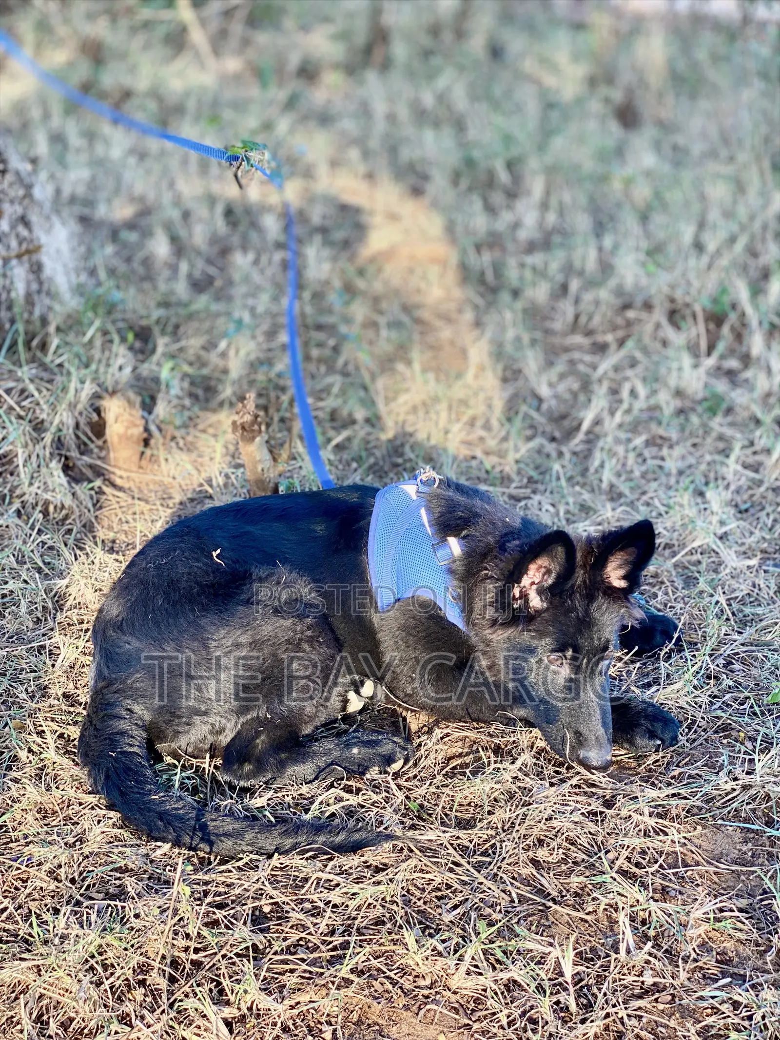 1-3 months Male Purebred German Shepherd