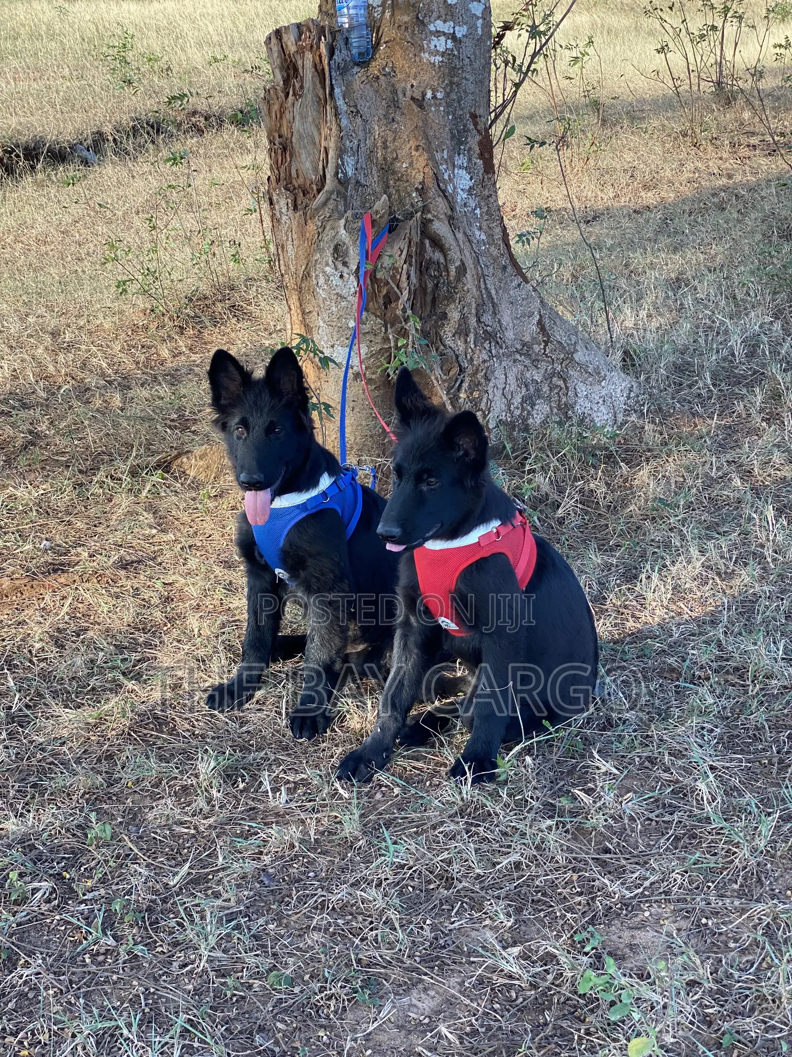 1-3 months Male Purebred German Shepherd