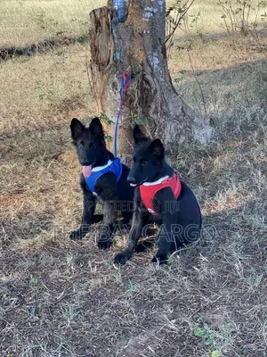 1-3 months Male Purebred German Shepherd