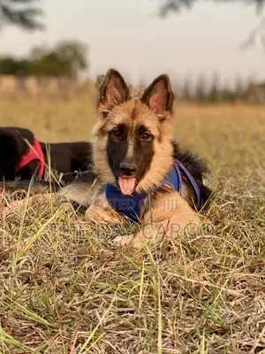 3-6 months Female Purebred German Shepherd
