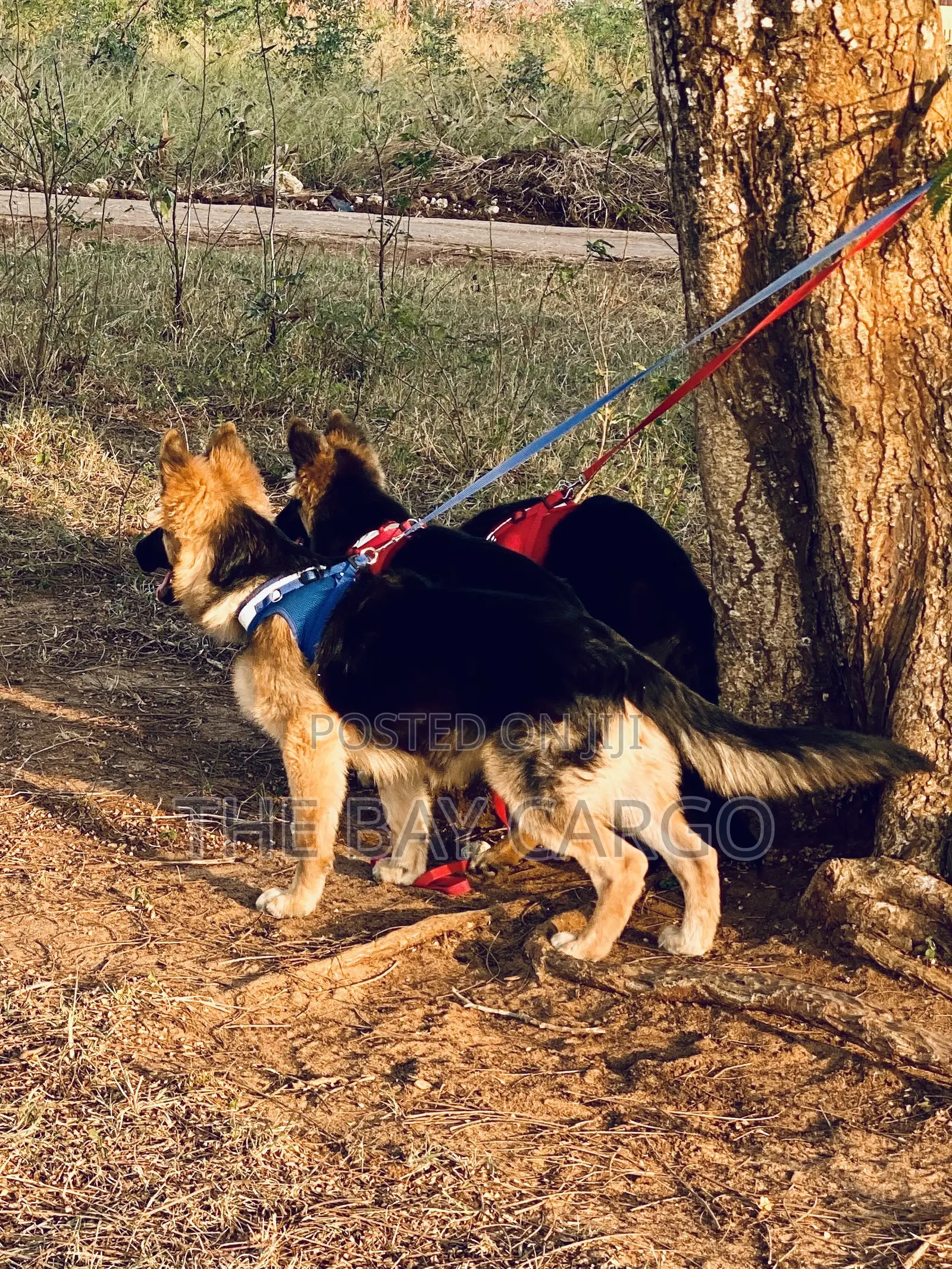 3-6 months Female Purebred German Shepherd