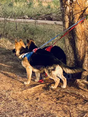 3-6 months Female Purebred German Shepherd