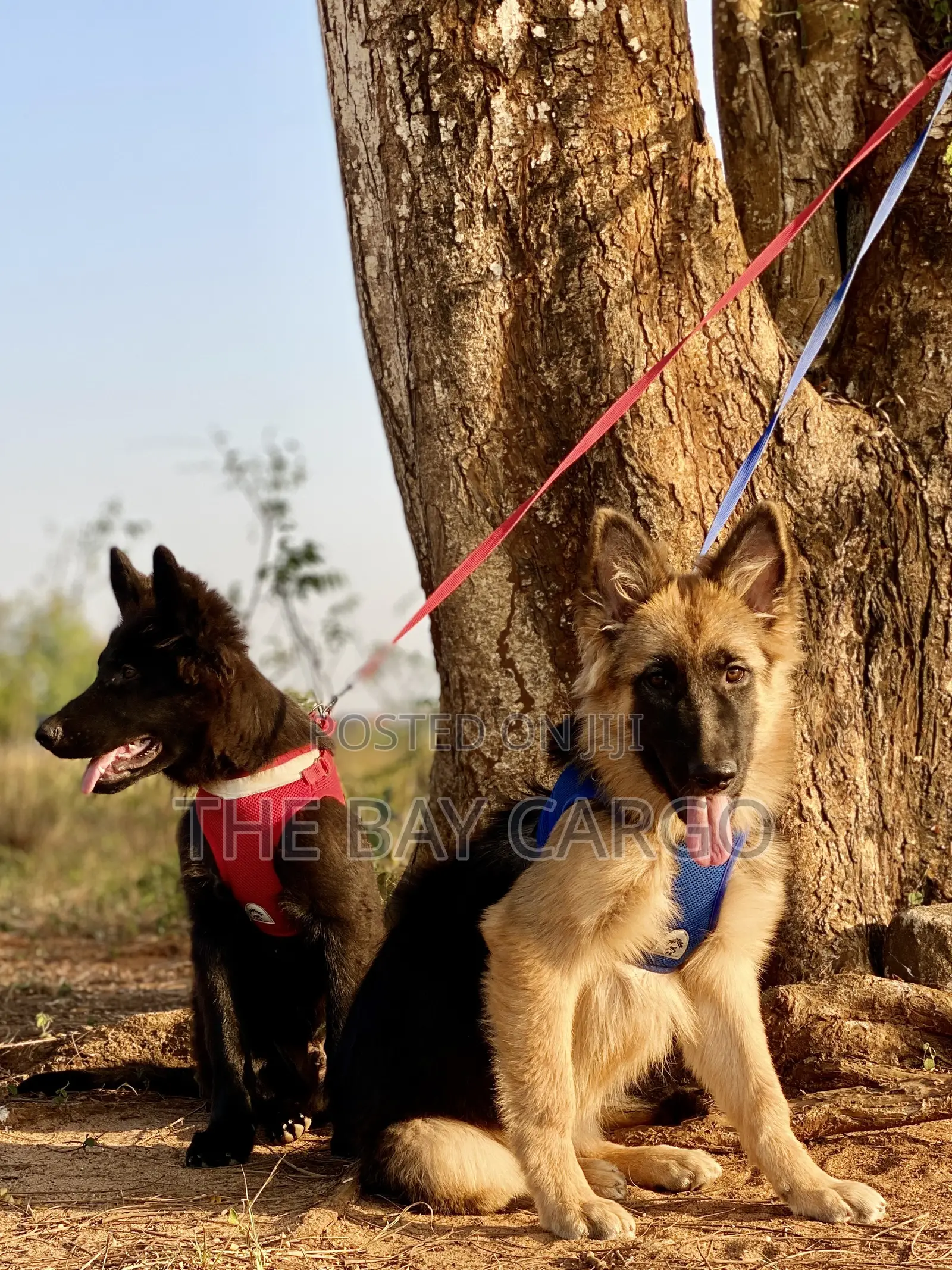 3-6 months Female Purebred German Shepherd
