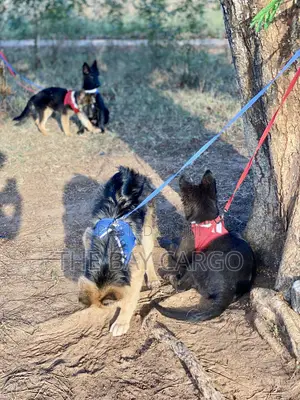 3-6 months Female Purebred German Shepherd