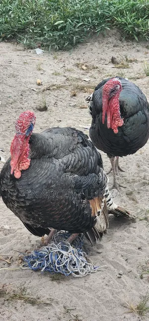 Bata Mzinga