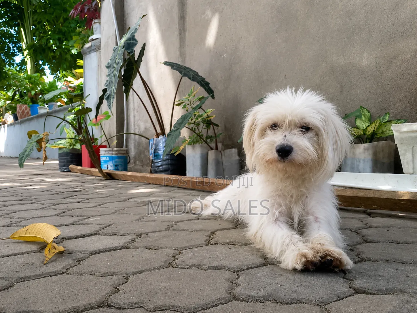 6-12 months Female Mixed Breed Maltese