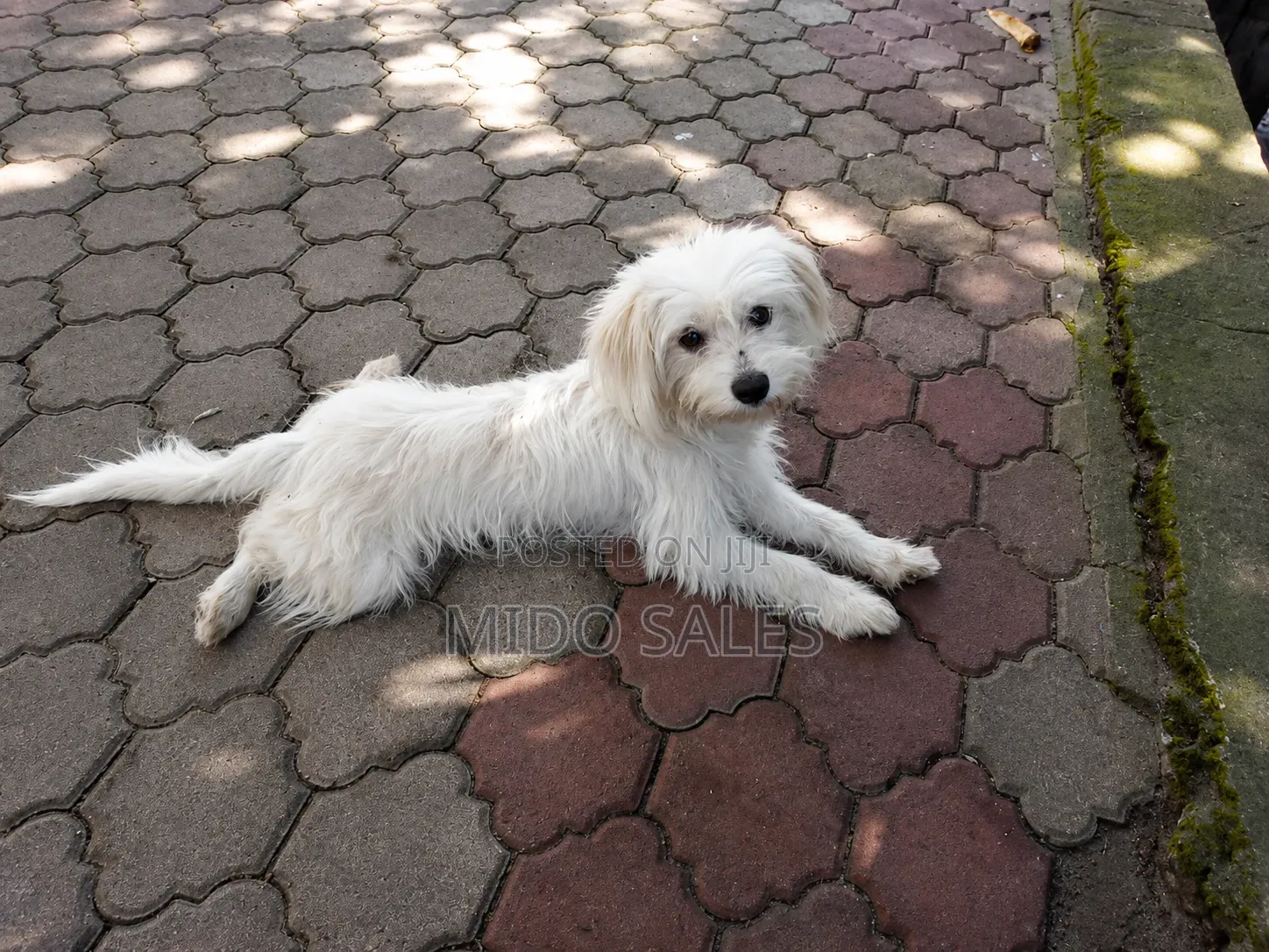 6-12 months Female Mixed Breed Maltese