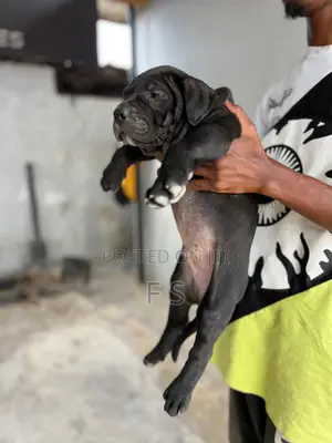 1-3 months Male Purebred American Pit Bull Terrier