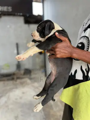 1-3 months Male Purebred American Pit Bull Terrier