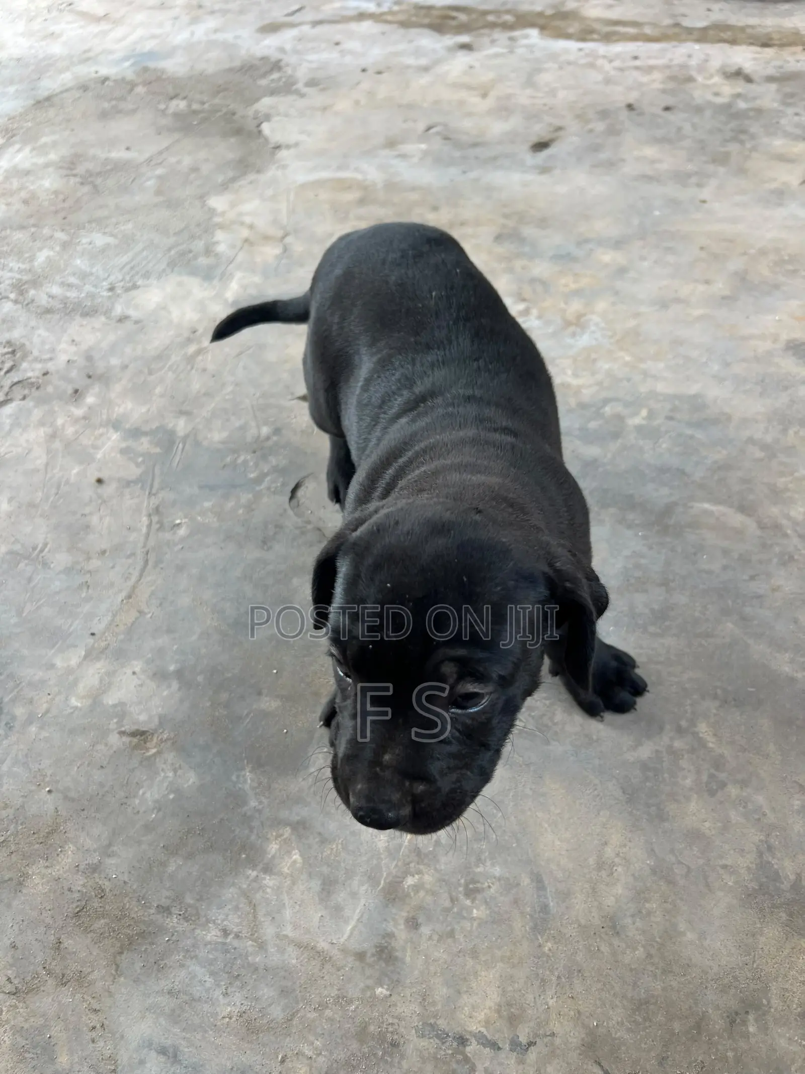 1-3 months Male Purebred American Pit Bull Terrier