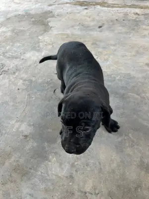 1-3 months Male Purebred American Pit Bull Terrier