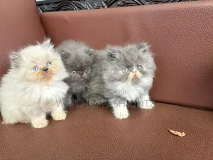 1-3 months Male Purebred Persian