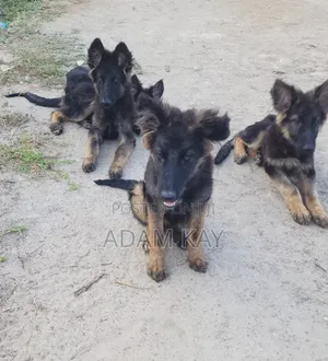 1-3 months Male Purebred German Shepherd