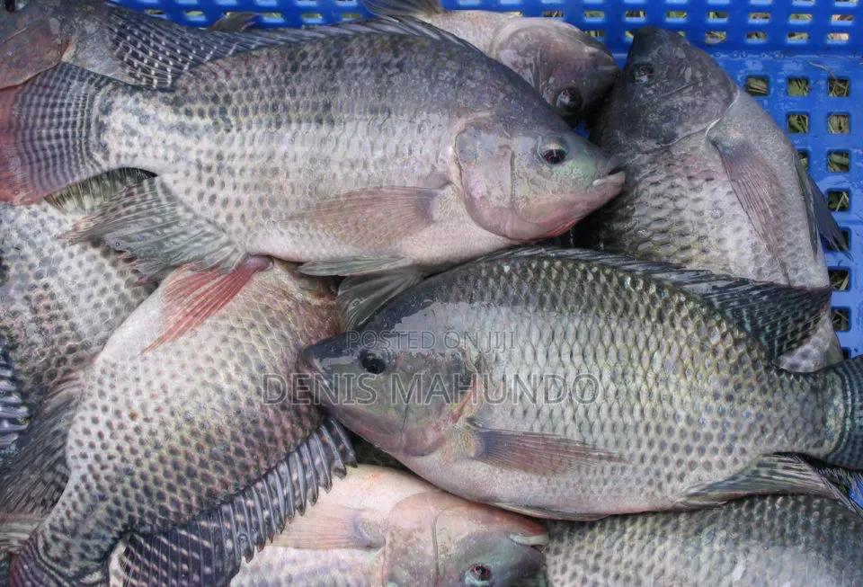 Samaki Wa Sato Fresh