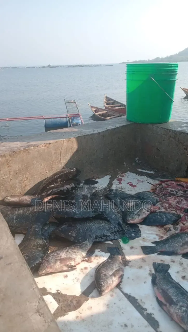 Samaki Wa Sato Fresh
