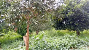 Shamba Linauzwa Mbwewe Chalinze Mkoa Wa Pwani