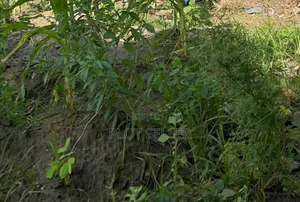 Plots From 432.6sqm to 1056 SQM in Kigamboni for Sale in Installments