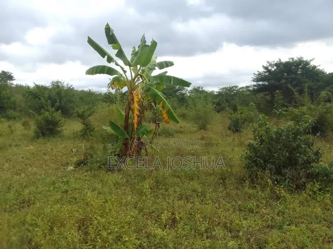 Shamba Linauzwa Mbewe Chalinze