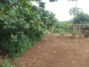 Shamba Linauzwa Mbewe Chalinze