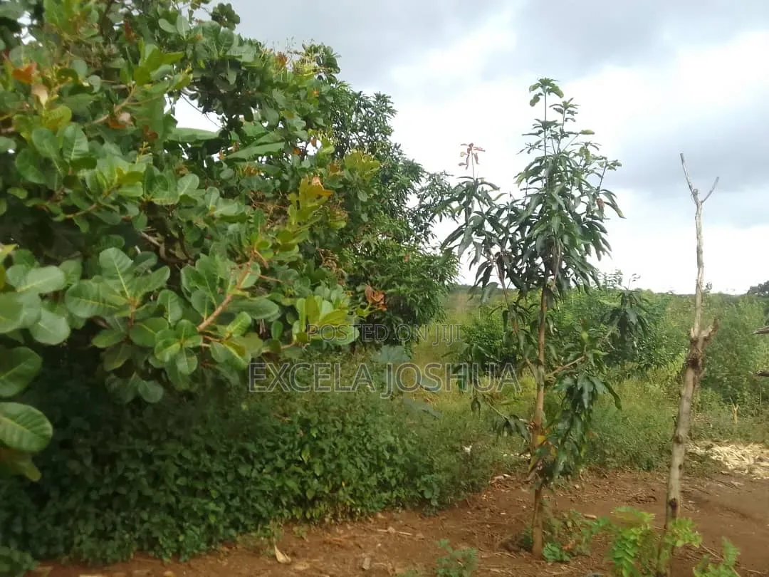 Shamba Linauzwa Mbewe Chalinze