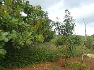 Shamba Linauzwa Mbewe Chalinze