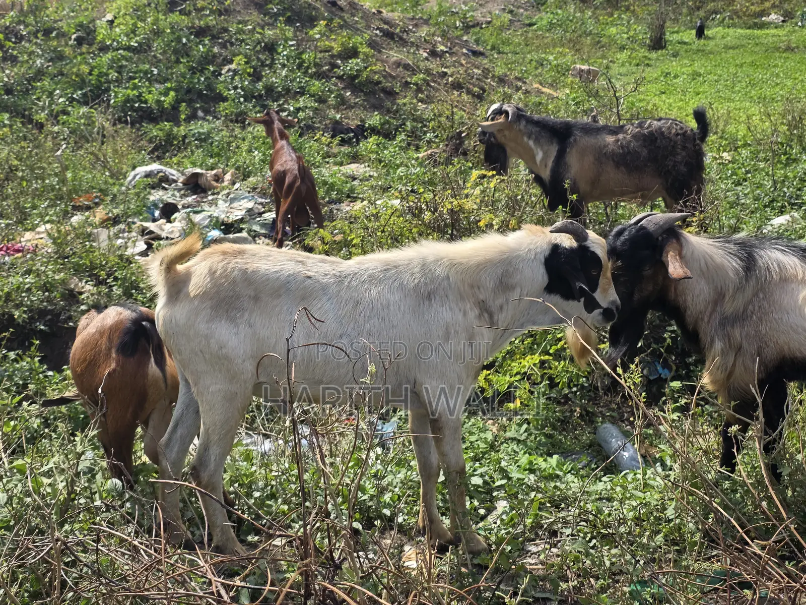 Goats and Sheep
