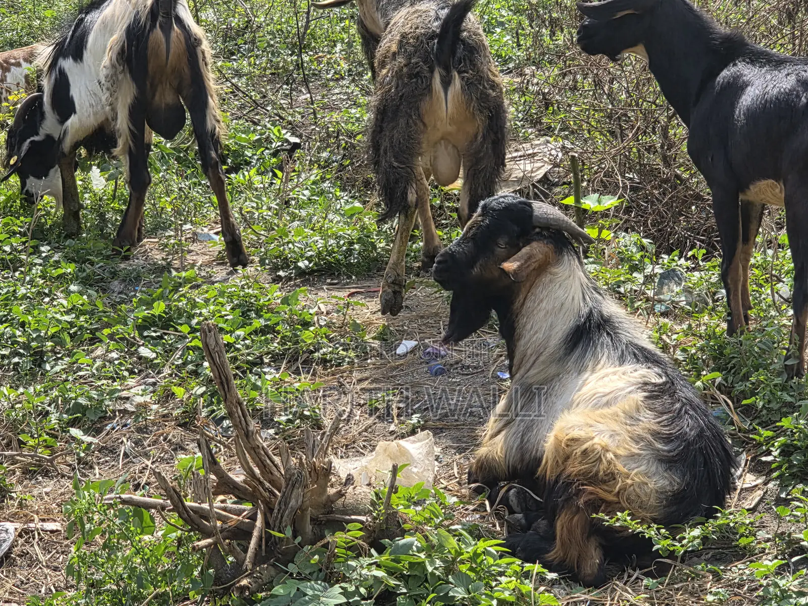 Goats and Sheep