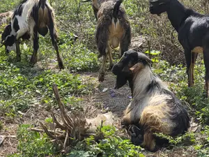 Goats and Sheep