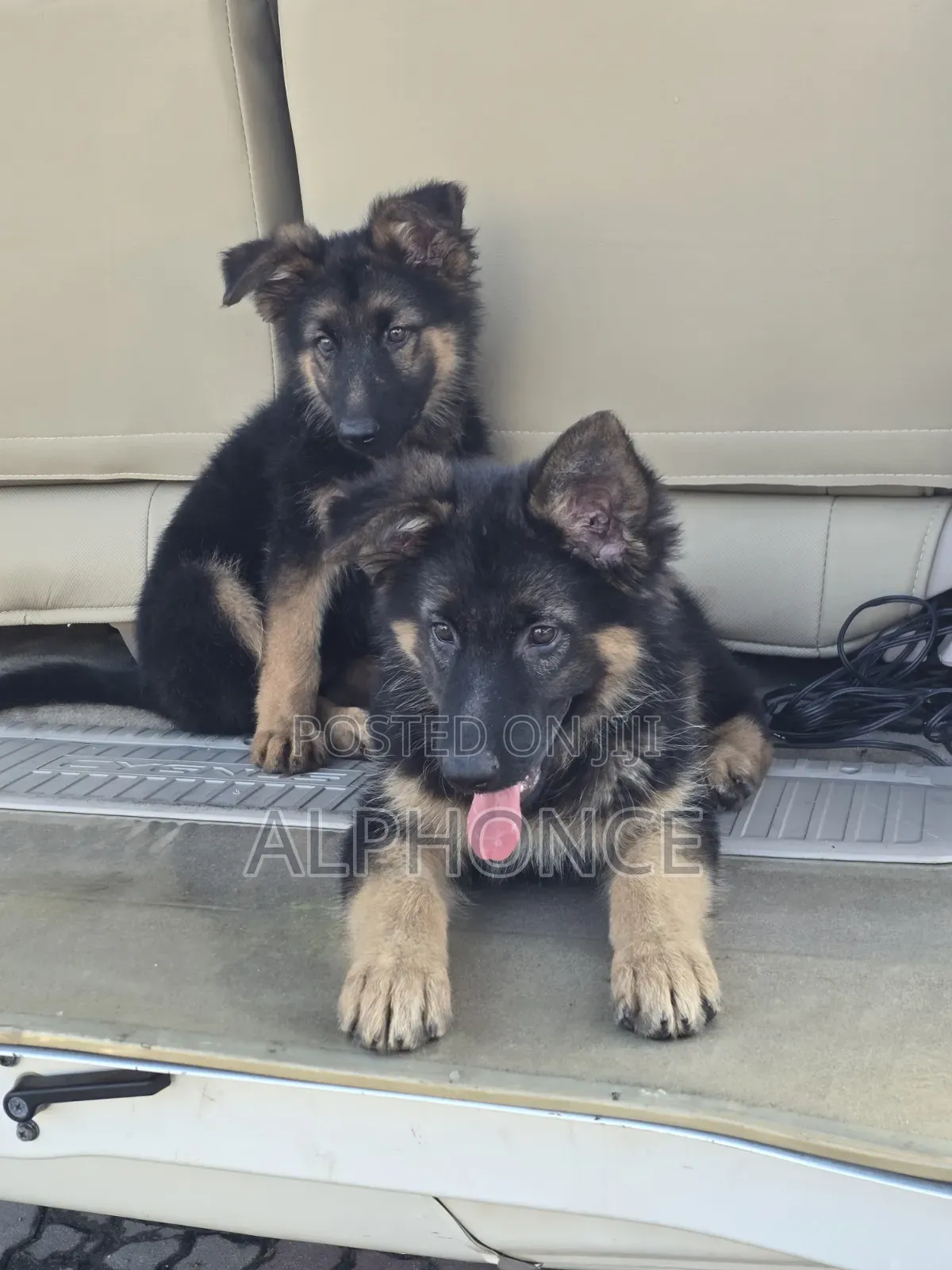 1-3 months Female Purebred German Shepherd