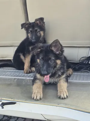 1-3 months Female Purebred German Shepherd