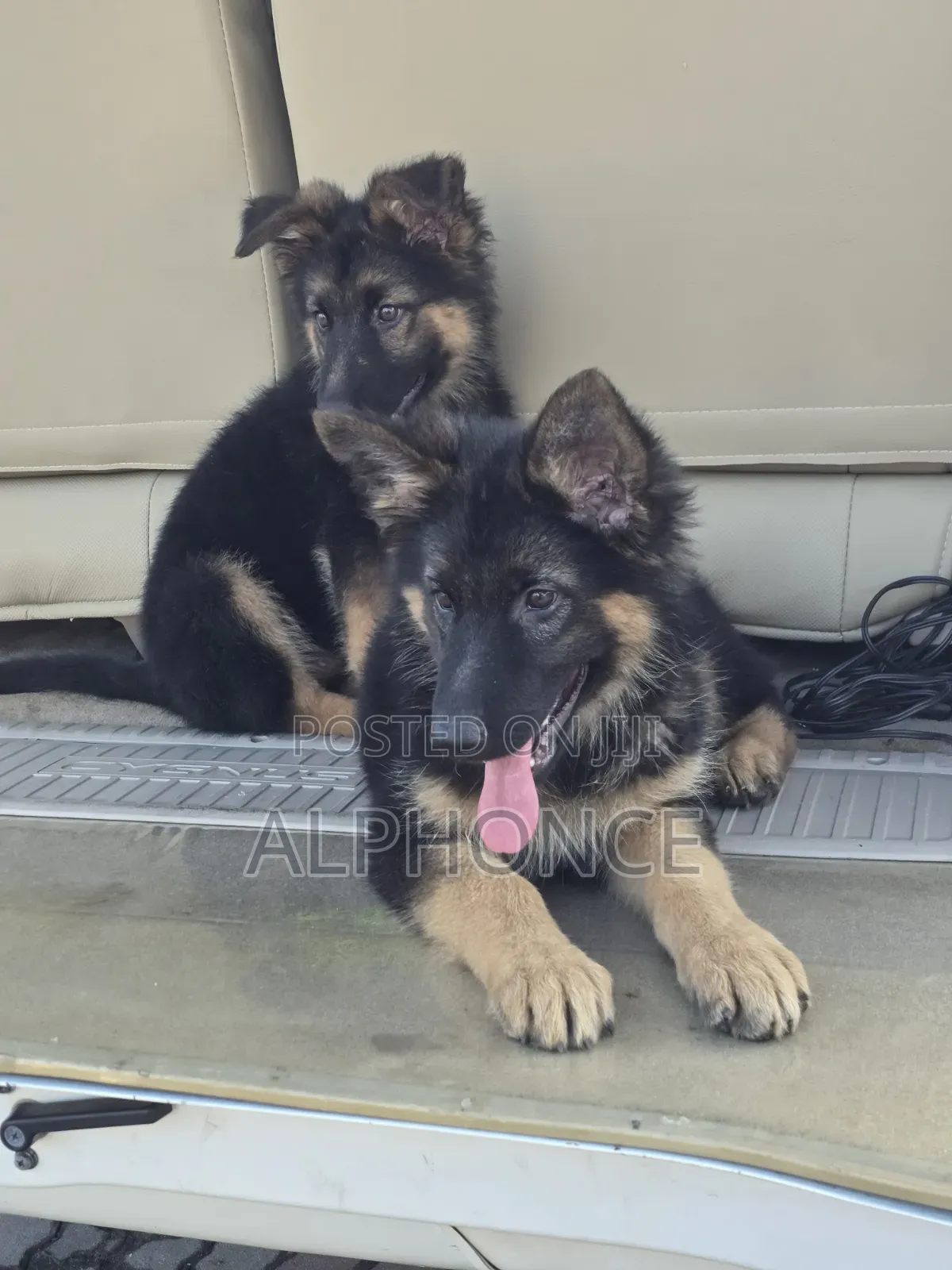 1-3 months Female Purebred German Shepherd