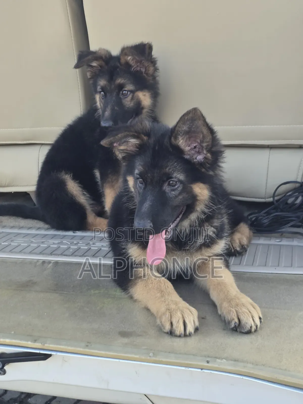 1-3 months Female Purebred German Shepherd
