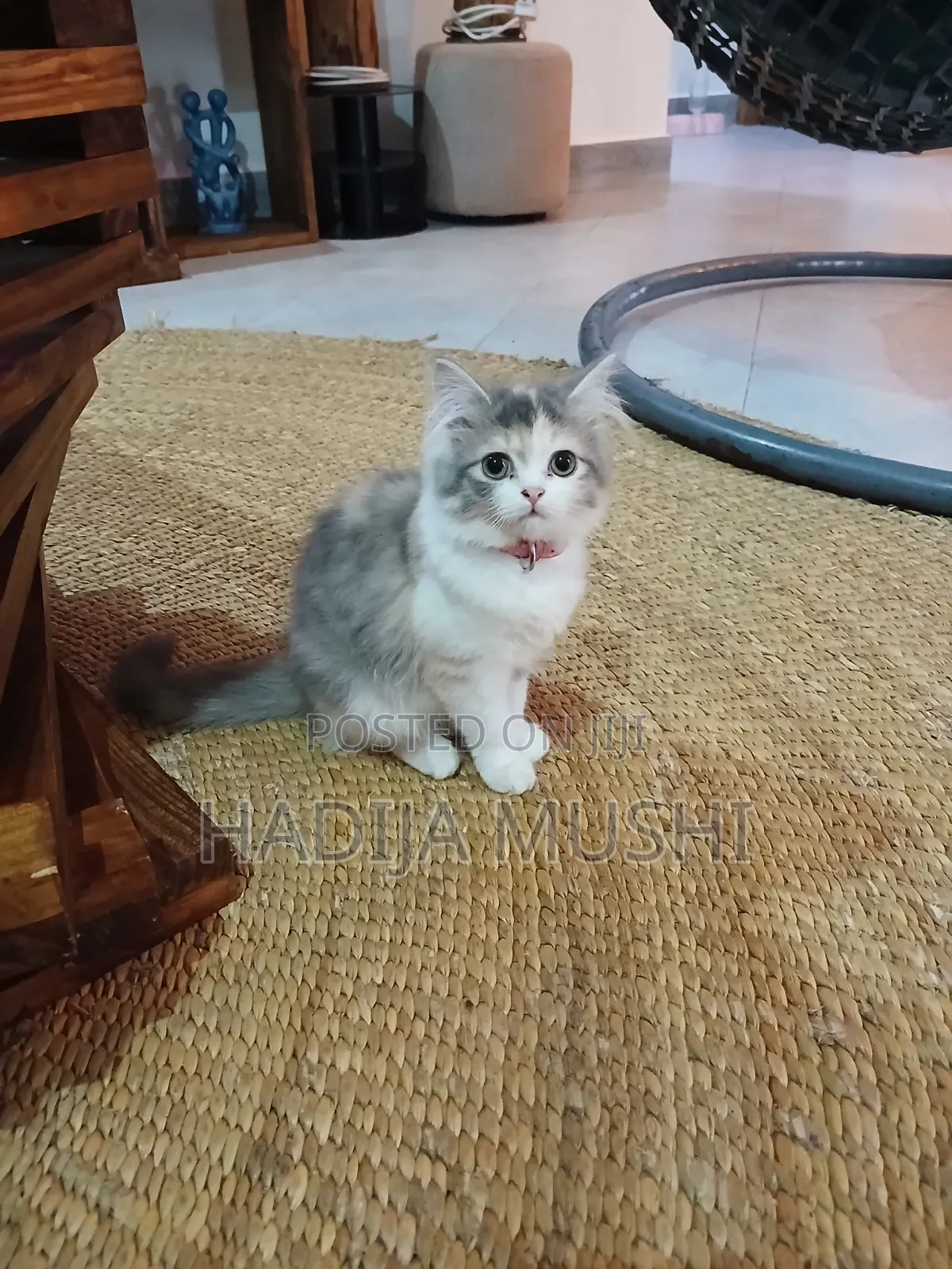 3-6 months Female Mixed Breed Persian