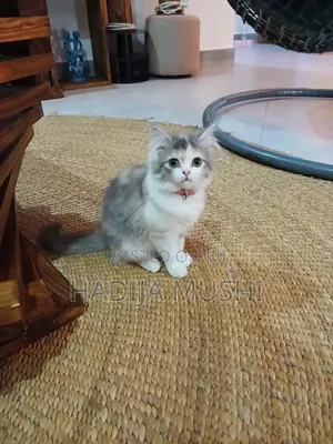 3-6 months Female Mixed Breed Persian