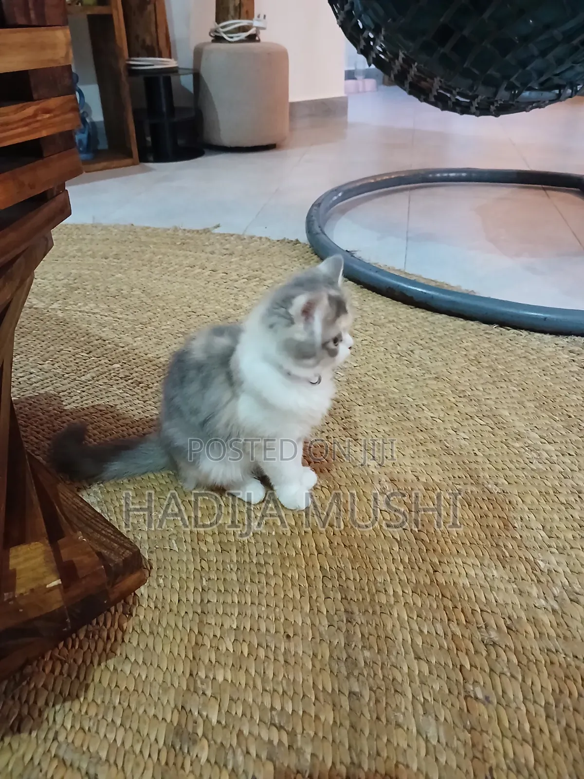 3-6 months Female Mixed Breed Persian