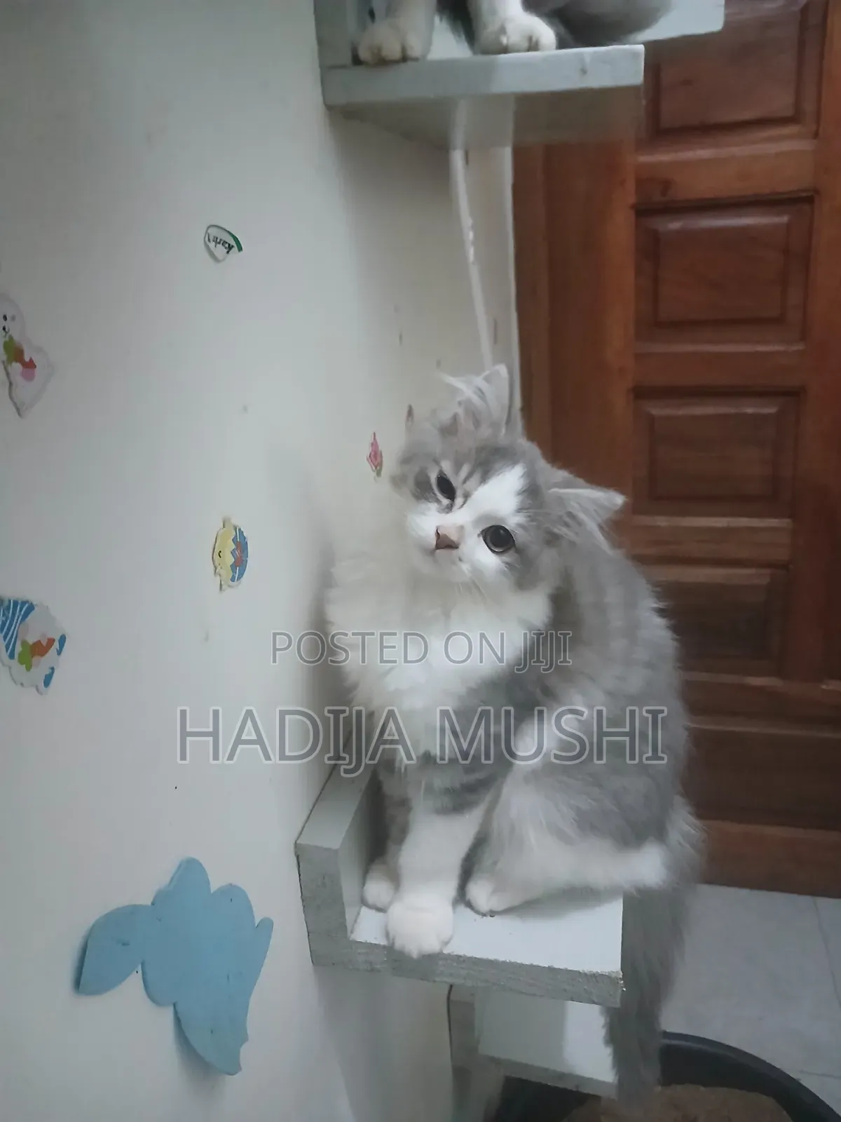 3-6 months Male Mixed Breed Persian