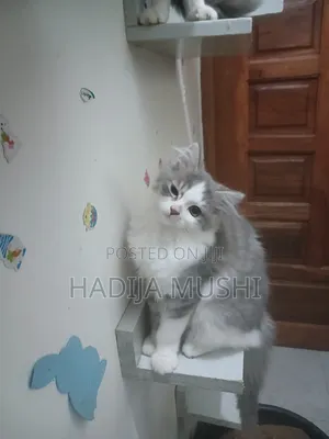 3-6 months Male Mixed Breed Persian