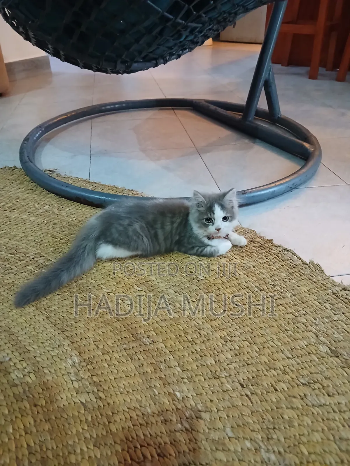 3-6 months Male Mixed Breed Persian