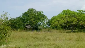 Shamba La Heka 20 Linauzwa Mkwaja, Mikocheni Shilikishoni, Tanga.