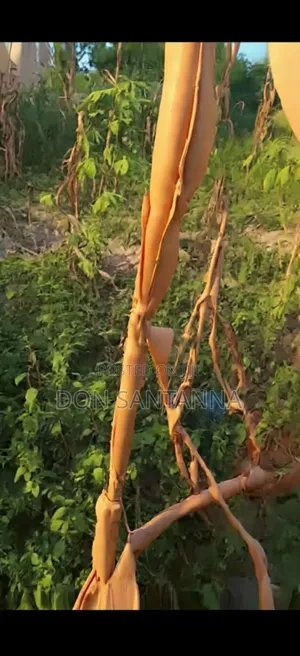 Kiwanja Kimaizwa
