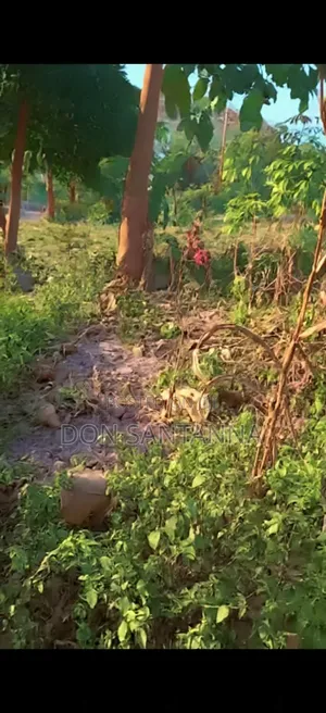 Kiwanja Kimaizwa
