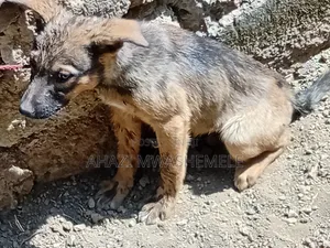 6-12 months Male Mixed Breed Dog