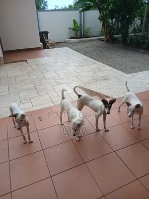 1+ year Female Mixed Breed Maltese Shih Tzu
