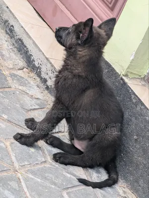 1-3 months Male Purebred German Shepherd