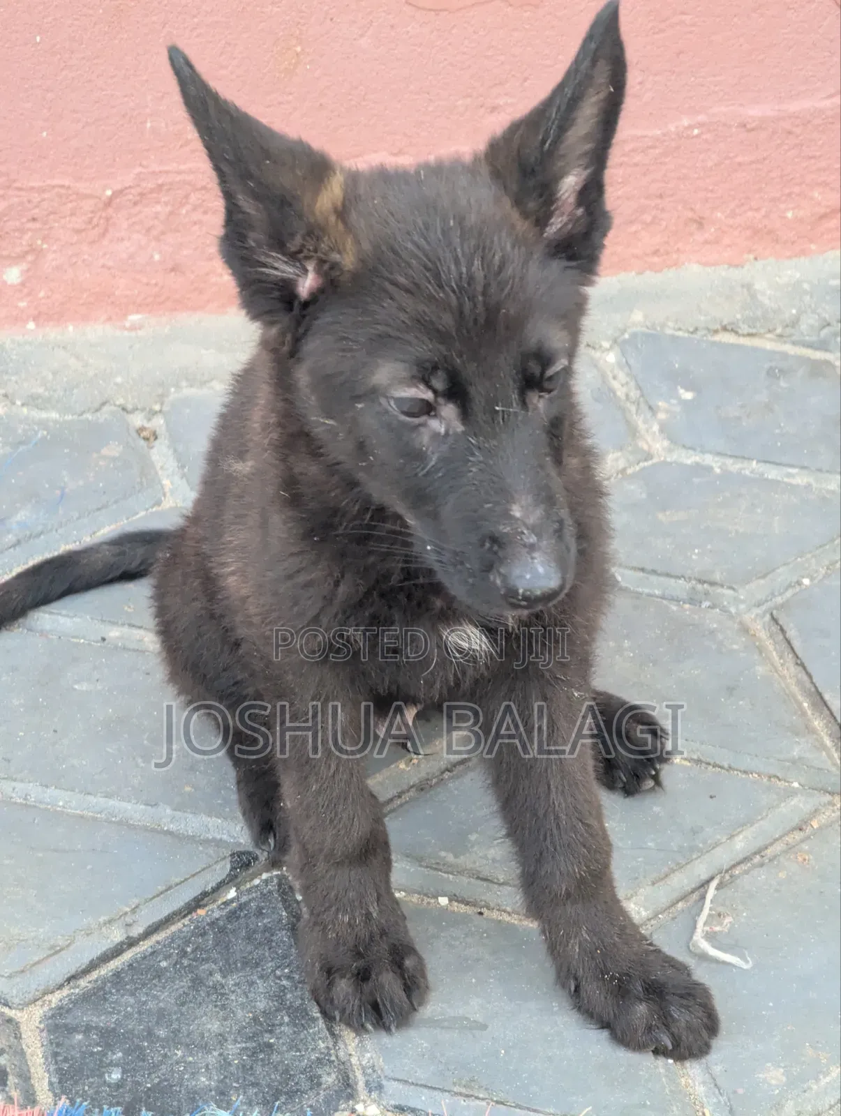 1-3 months Male Purebred German Shepherd
