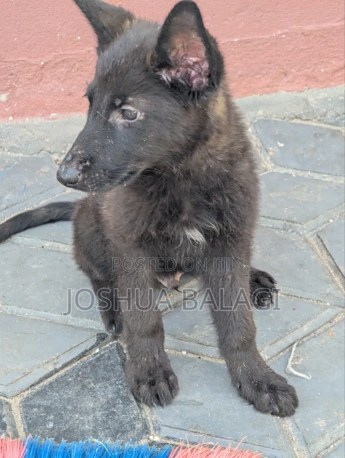 1-3 months Male Purebred German Shepherd